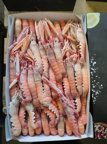 SCAMPI PORCUPINE 21-30 3KG IRLANDA GLASS.0%