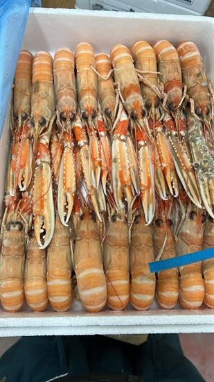 SCAMPI 9-15 POLY 4X1,5KG(1,35KG) DUNDALK - GLASS.10% IRLANDA