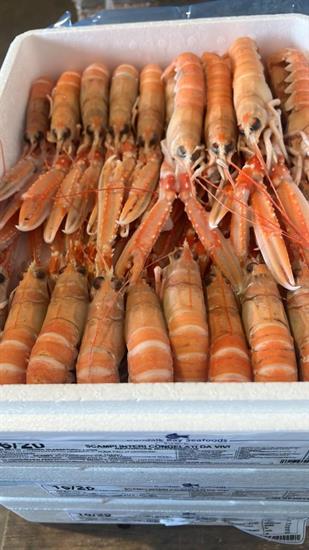 SCAMPI 16-20 POLY 4X1,5KG(1,35KG) DUNDALK - GLASS.10% IRLANDA