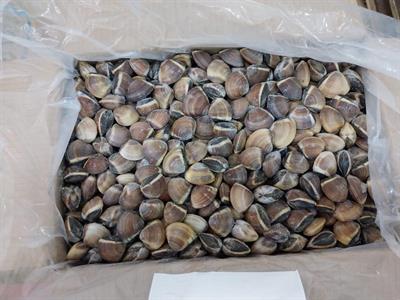 VONGOLE DEL PACIFICO C/GUSCIO 10KG BULK - 60/80 BROWN VIETNAM