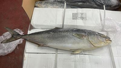 RICCIOLA DEL PACIFICO 4/8 IQF 25KG CA - GLASS.0%