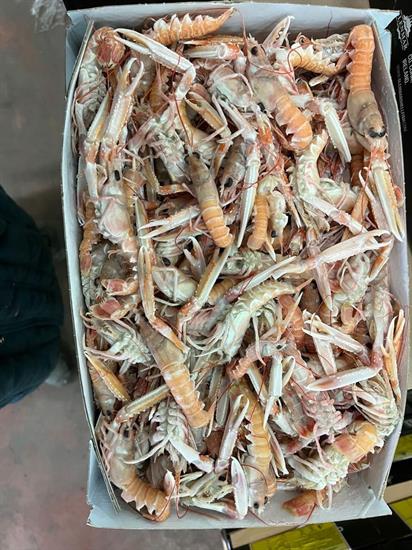 SCAMPI LABADIE 41-50 3KG IRLANDA GLASS.0%