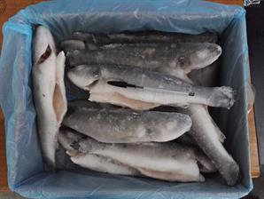 BRANZINO (SPIGOLA) EV.300/400 KG5   GLASS.20%-OLANDA-TURCHIA