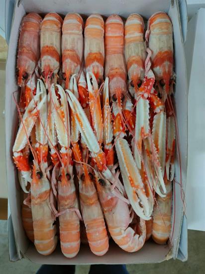 SCAMPI PORCUPINE 0-6 3KG IRLANDA GLASS.0%