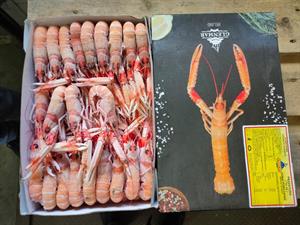 SCAMPI PORCUPINE 10-15 3KG IRLANDA GLASS.0%