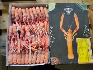 SCAMPI PORCUPINE 15-20 3KG IRLANDA GLASS.0%