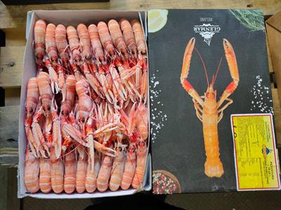 SCAMPI PORCUPINE 15-20 3KG IRLANDA GLASS.0%