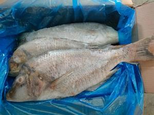 PESCE IMPERATORE 1/2KG EV. E SQ. 10KG(9KG) - GLASS.10% YEMEN/PAKISTAN