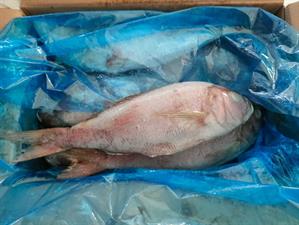 LUTIANO RUBY SNAPPER 1/2KG EV. E SQ. 10KG(9KG) - GLASS.10% YEMEN